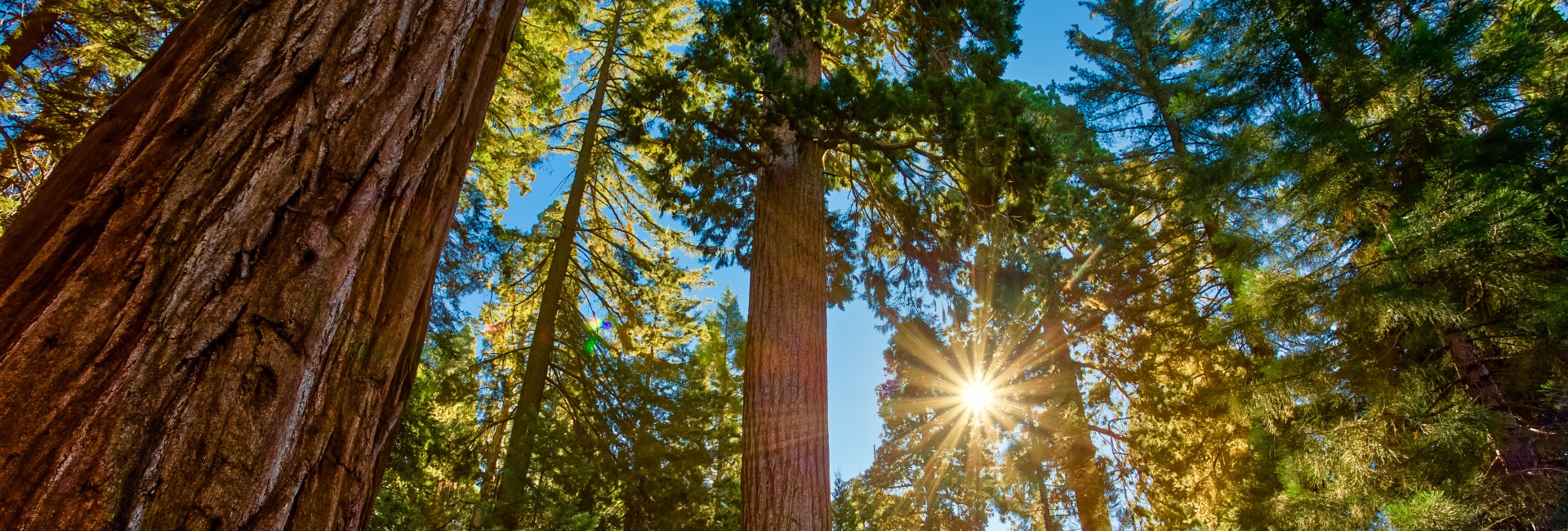 birch tree forest at sunrise