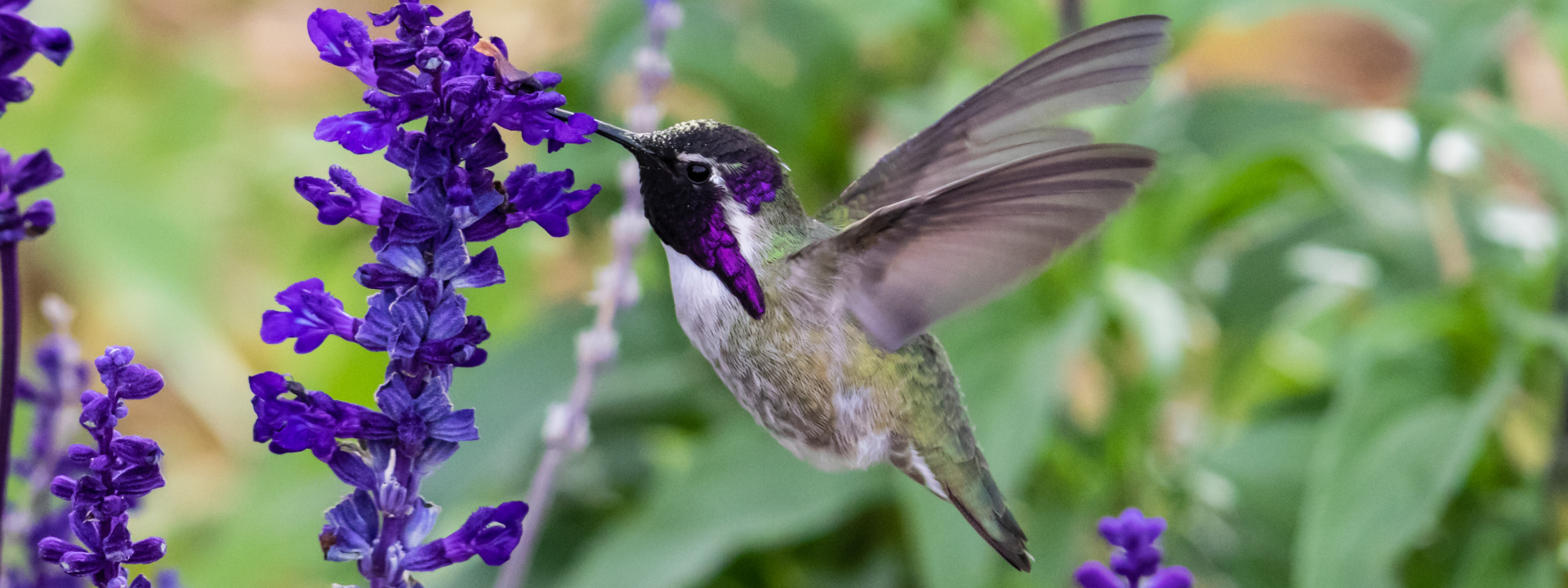 humming bird