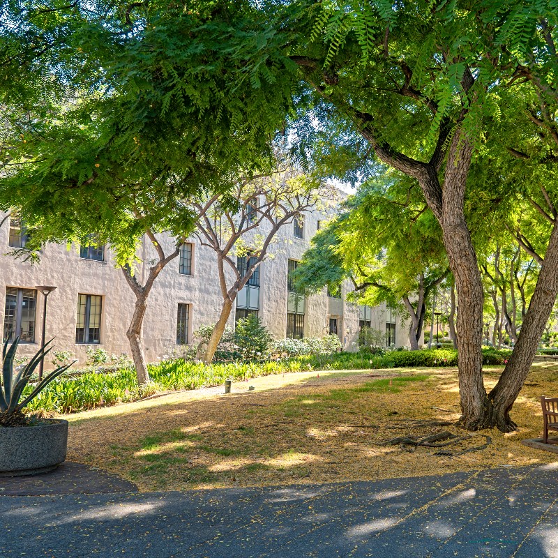 walkway at california institute of technology, sunlit campus courtyard with trees, curved path, stucco building with tall windows, landscaping, and a bench under shade