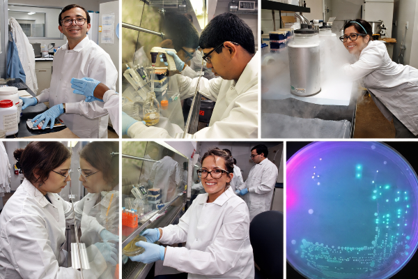 six-photo collage showing students in lab coats conducting scientific research with pipettes, petri dishes, laboratory equipment and a fogging cryogenic container